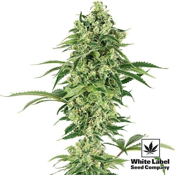 View Nicole Hindu Kush of White Label Seeds - GB The Green Brand