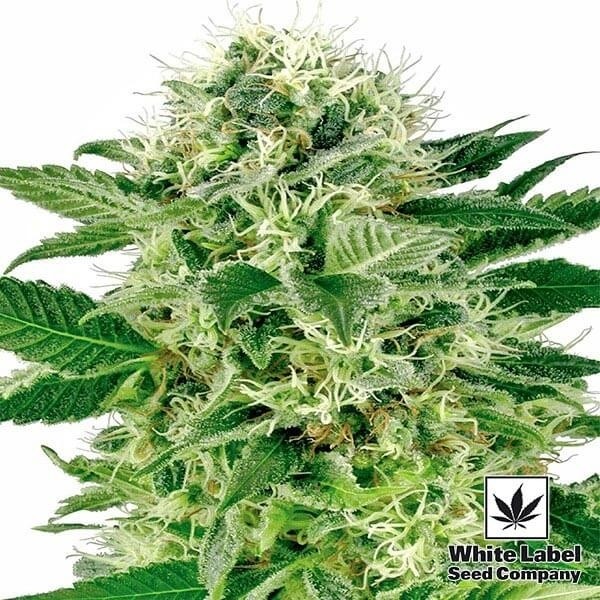 View Northern Lights of White Label feminizado - GB The Green Brand