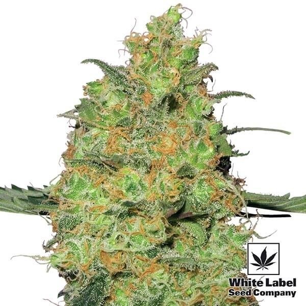 View Mestre Kush feminizado White Label - GB The Green Brand