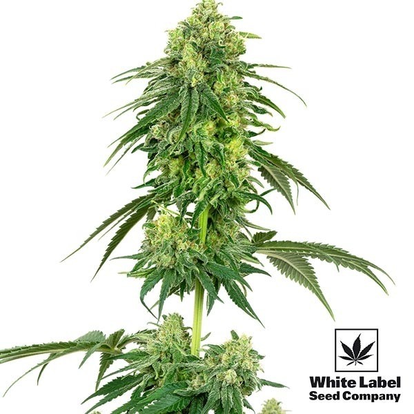 View Morango Kush White Label Sementes sabor morango - GB The Green Brand