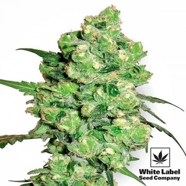 Super Skunk of White Label feminizado - GB The Green Brand