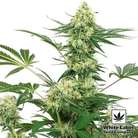 Sementes de Cheesecake de Casamento White Label - GB The Green Brand