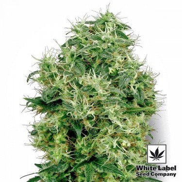 Branco Ouro feminizado White Label - GB The Green Brand