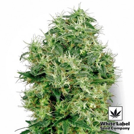 Branco Ouro feminizado White Label - GB The Green Brand