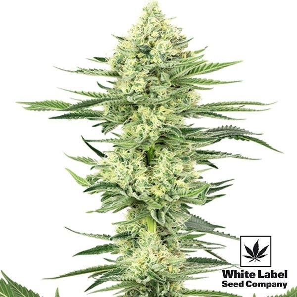 View Branco Gorilla Haze de White Label muito poderoso - GB The Green Brand