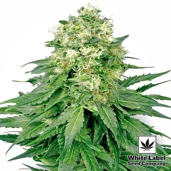 View White Widow da White Label feminizada - GB The Green Brand