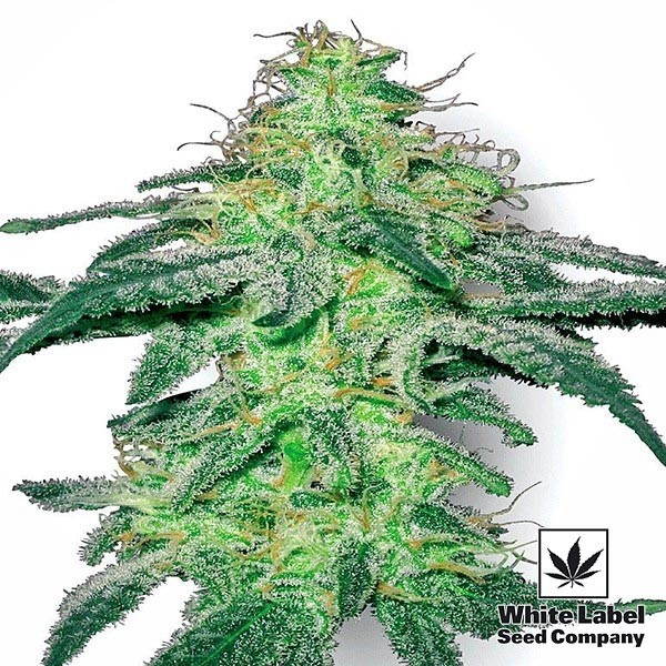View Branco Skunk Feminized White Label - GB The Green Brand