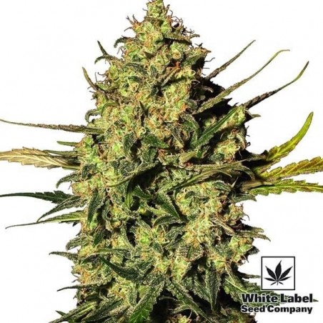 Master Kush Automatic of White Label Seeds - GB The Green Brand