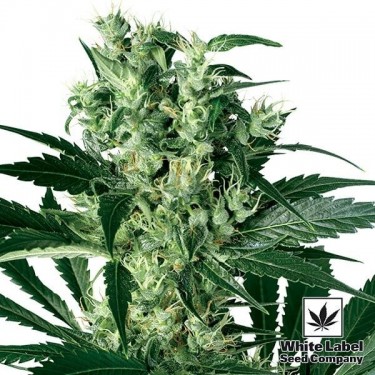 X Haze White Label 100% feminizado - GB The Green Brand