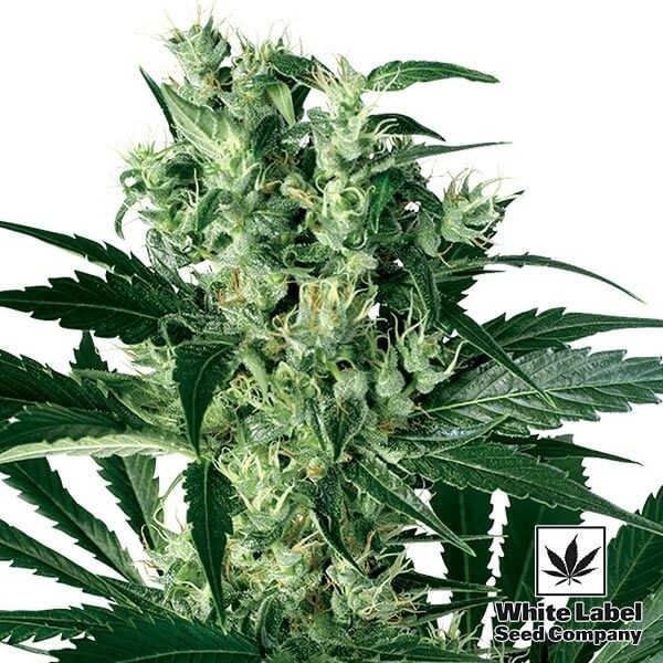 View X Haze White Label 100% feminizado - GB The Green Brand