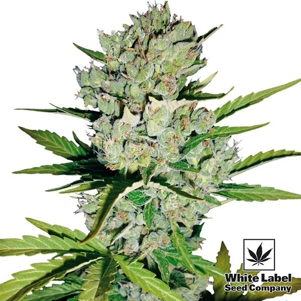 View Skunk#1 Auto por White Label Seed Company - GB The Green Brand