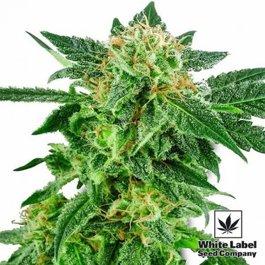 View Snow Ryder da White Label Seed Company - GB The Green Brand