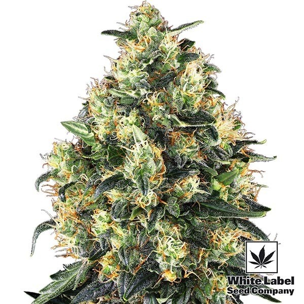 View Super Skunk Auto por White Label Seed Company - GB The Green Brand