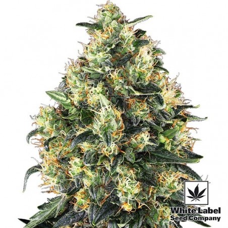 Super Skunk Auto por White Label Seed Company - GB The Green Brand