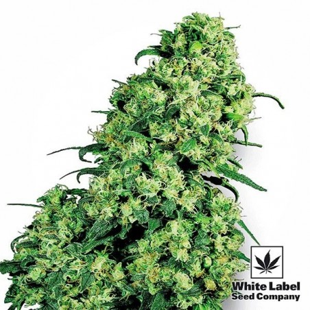 Skunk 1 de White Label Feminized Seed - GB The Green Brand