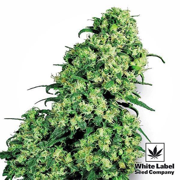Skunk 1 de White Label Feminized Seed - GB The Green Brand