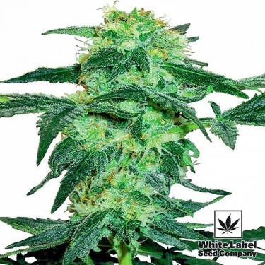 White Ice feminino White Label - GB The Green Brand