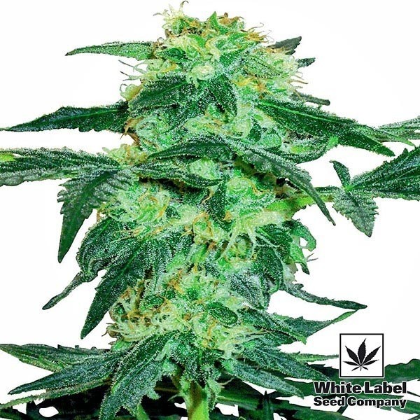 View White Ice feminino White Label - GB The Green Brand