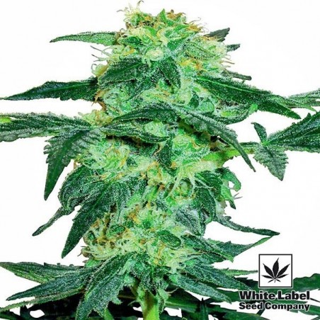White Ice feminino White Label - GB The Green Brand