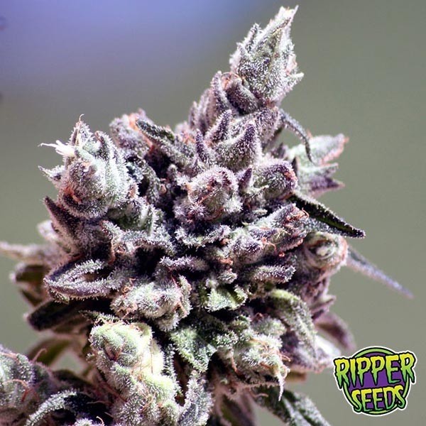 View Washing Machine feminizada de Ripper Seeds - GB The Green Brand
