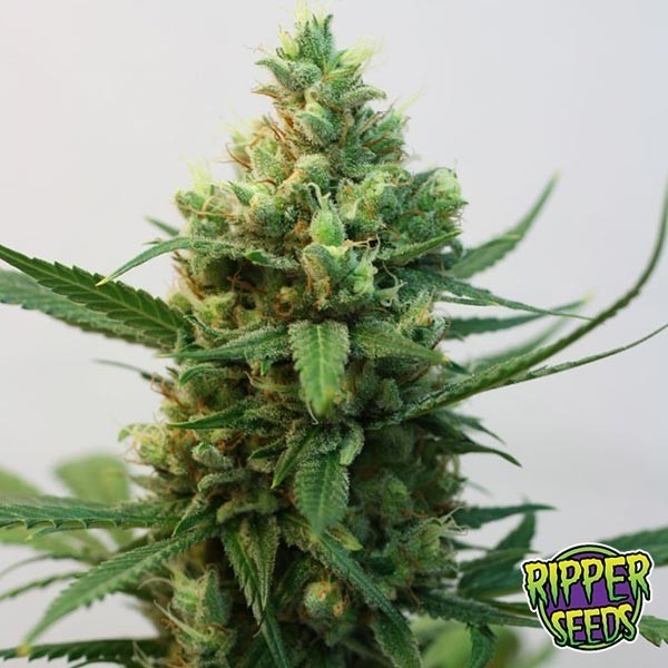 Toxic of Ripper Semente feminizada - GB The Green Brand