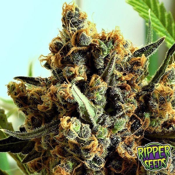 Criminal de Ripper Seeds feminizada - GB The Green Brand