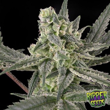 Old School de Ripper Seeds feminizada - GB The Green Brand