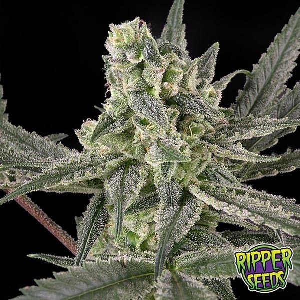 Old School de Ripper Seeds feminizada - GB The Green Brand