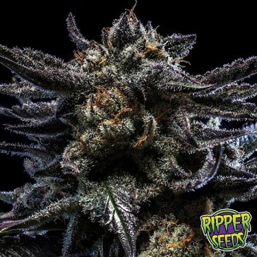 Sementes baratas de Zombie Kush venda online - GB The Green Brand