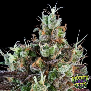 Sour Ripper Sementes feminizadas - GB The Green Brand