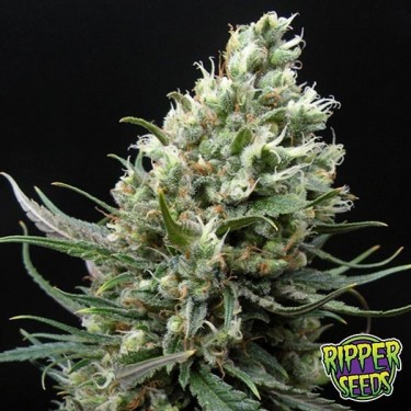 Planta de Haze Marijuana
