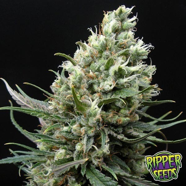 View Planta de Haze Marijuana