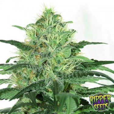 100% feminino Ripper Sementes - GB The Green Brand