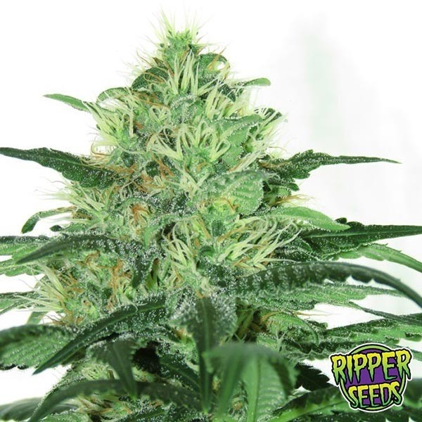 View 100% feminino Ripper Sementes - GB The Green Brand