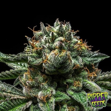 Sementes americanas Chempie de Ripper Seeds - GB The Green Brand