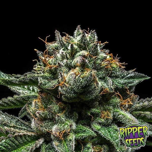 Sementes americanas Chempie de Ripper Seeds - GB The Green Brand