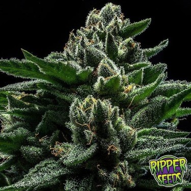 Do-G Ripper Sementes Feminizadas Sementes - GB The Green Brand