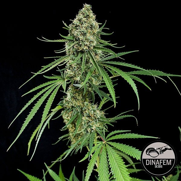 Critical + Dinafem sementes feminizadas - GB The Green Brand