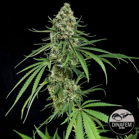 Critical + Dinafem sementes feminizadas - GB The Green Brand