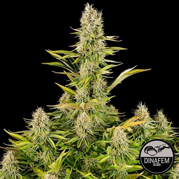 View Amnesia Kush de Dinafem feminizada - GB The Green Brand