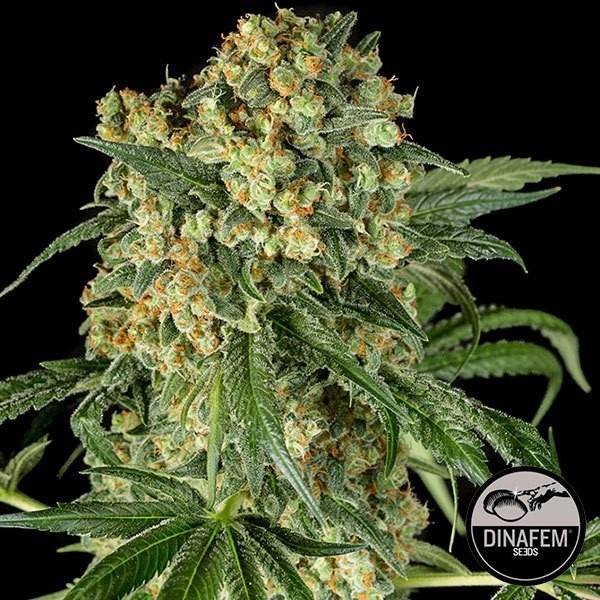 View Grande Kush sementes feminizadas de Dinafem - GB The Green Brand