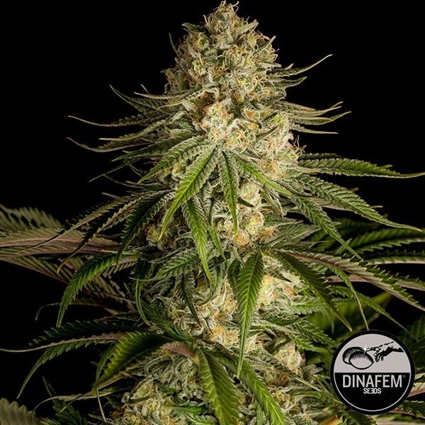 View Critical Kush de Dinafem sementes feminizadas - GB The Green Brand