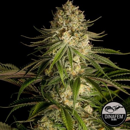 Critical Kush de Dinafem sementes feminizadas - GB The Green Brand