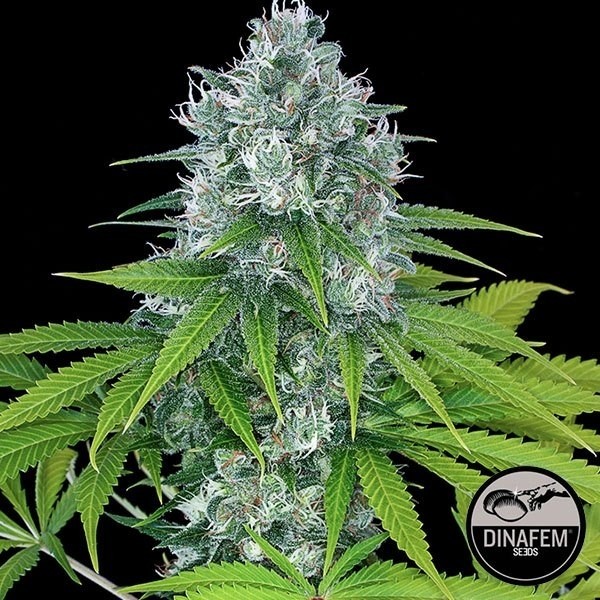 Poder Kush de Dinafem sementes feminizadas - GB The Green Brand