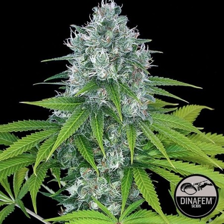 Poder Kush de Dinafem sementes feminizadas - GB The Green Brand