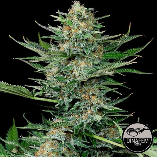 Planta Indotrial de Dinafem feminizada - GB The Green Brand