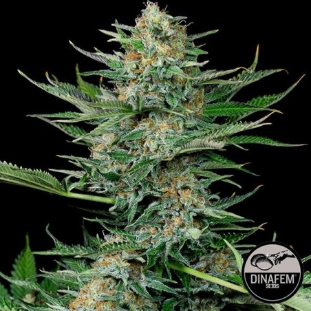 Planta Indotrial de Dinafem feminizada - GB The Green Brand