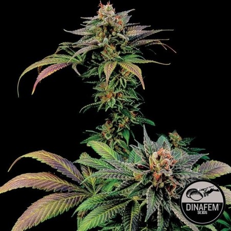 Blue Widow de Dinafem sementes feminizadas - GB The Green Brand
