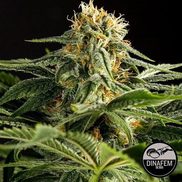 View California Hash Plant de Dinafem feminizado - GB The Green Brand