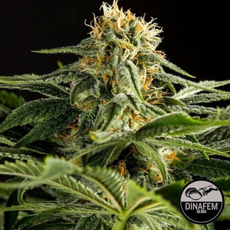 California Hash Plant de Dinafem feminizado - GB The Green Brand
